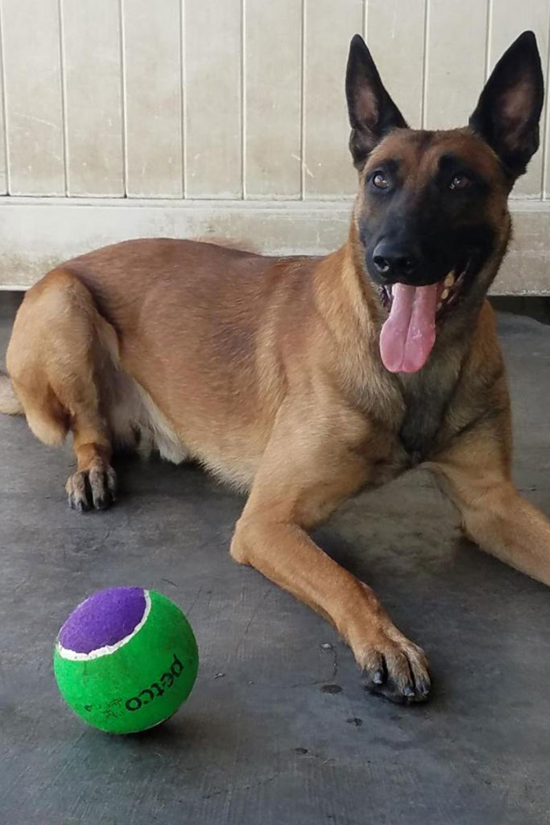 image of cute malinois dog waiting to play